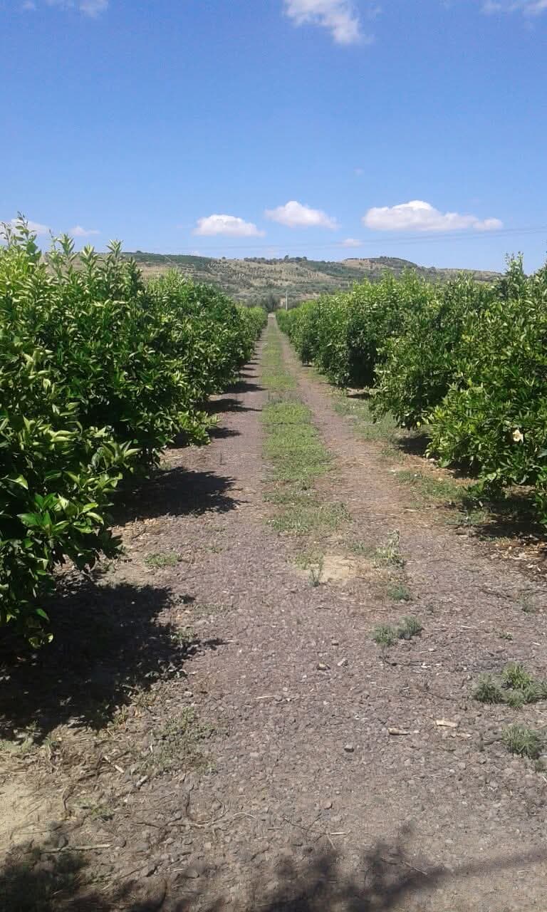 Paesaggio della Sicilia con campi coltivati